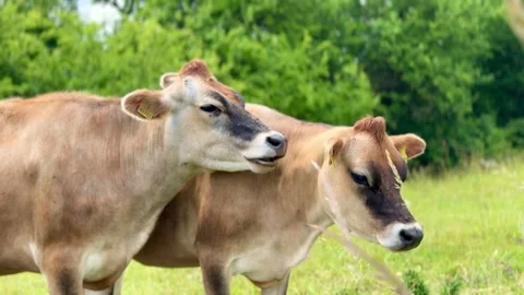 Two jersey cows standing together in green pasture Stock-Footage 337303128