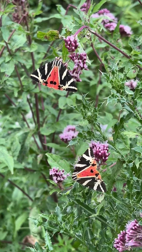 Two Jersey tiger moths feeding on purple wildflowers for nature biodiversity Video stock 343980415