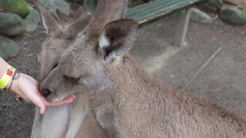Two Joey Kangaroos Being Fed in Wildlife Setting Stock Footage 314925580