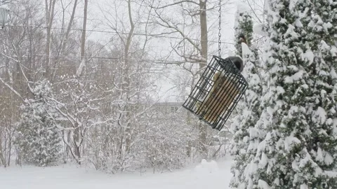 Two jonco taking turns on a bird feeder filled with suet, during a snow storm Video stock 170410463