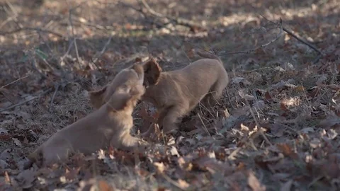 Two joyful Cocker Spaniel puppies in the forest, training, playing Stock Footage 84805086