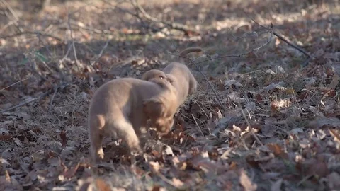 Two joyful Cocker Spaniel puppies in the forest, training, playing. Slow motion Stock Footage 84833485