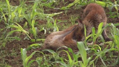Two jung foxes playing on a field in summer (slow-motion) Stock Footage 276457472