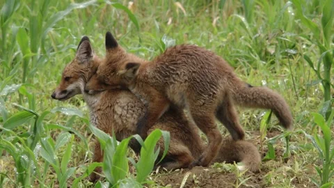 Two jung foxes playing on a field in summer Stock Footage 276457498