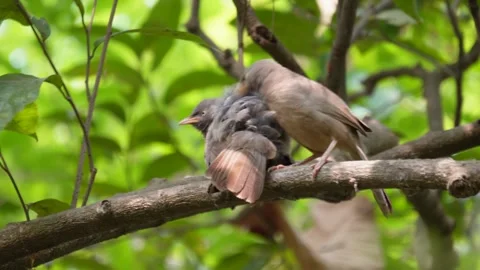 Two Jungle Babbler Interacting on Tree Branch Stock Footage 311721740
