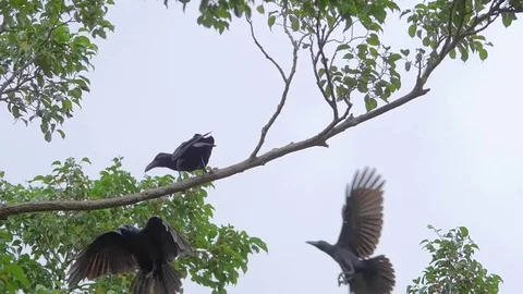 Two Jungle Crows Birds Land On Branch Slow Motion 96 Fps Stock Footage 82500194