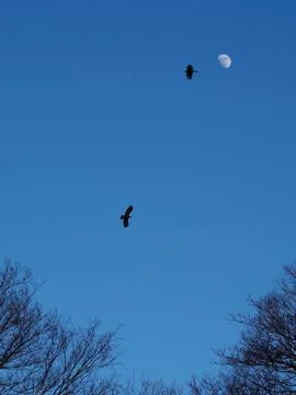 Two Jungle crows silhouetted by the moon fly above the forest tree tops. Stock Photos