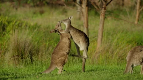 Two Junior Kangaroos Playfighting at Sunset 4K Stock Footage 236795020