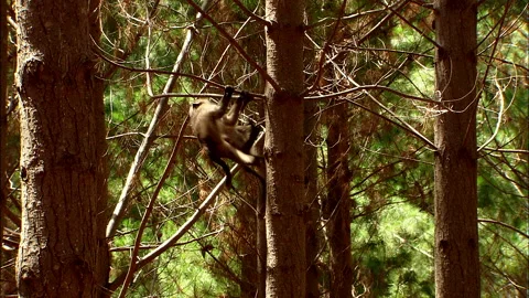 Two juvenile baboons playing in pine trees in the Western Cape Stock Footage 161810206