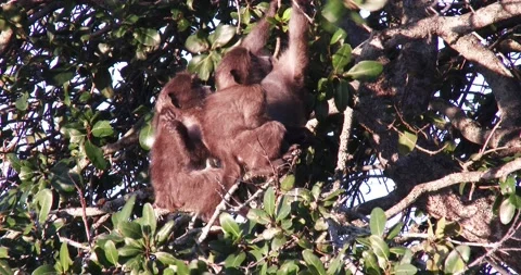 Two juvenile baboons with their mother in a tree in Africa Stock Footage 144984958