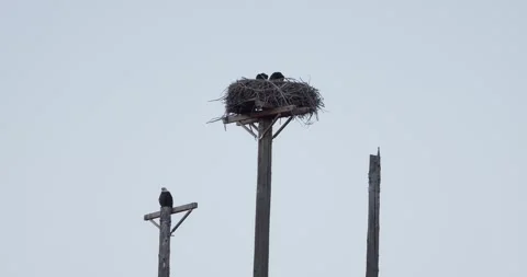 Two juvenile bald eagles branching in nest on pole in morning light Stock Footage 336220422