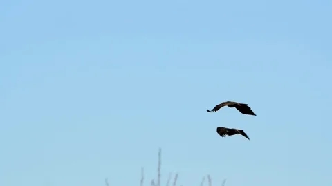 Two Juvenile Bald Eagles In Flight Video stock 125174505