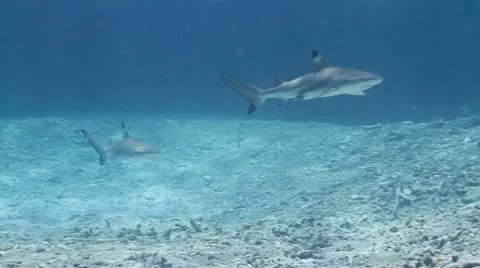 Two Juvenile blacktip reef sharks Video stock 58302201