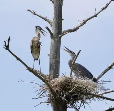 Two juvenile Great Blue Herons having an argument. Sibling rivalry. Stock Photos