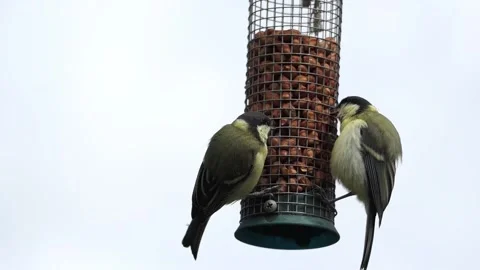 Two juvenile Great tits (Parus major) on a bird feeder filled with peanuts Stock Footage 195993840