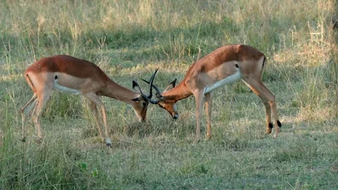 Two juvenile impalas sparing. Stock Footage 314233941
