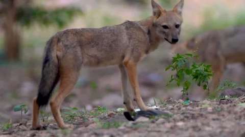 Two Juvenile Indian Jackals Roaming Freely in Forest Stock Footage 312121771