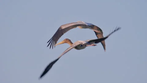 Two juvenile painted storks flying in the sky. Stock Footage 340285225