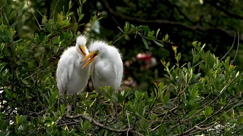 Two Juvenile Snowy Egrets Interacting in a Nest Among Green Foliage Stock-Footage 341209465