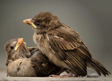 Two juvenile sparrows closeup looking at each other fondly Stock Photos