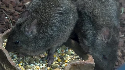 Two Kangaroo rats Stock Footage 263849835