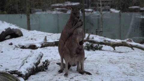 Two kangaroos are playing with each other. Stock Footage 262706865