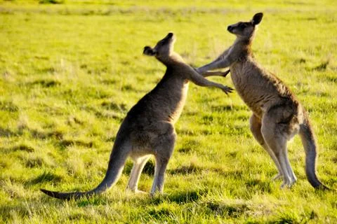Two kangaroos boxing Stock Photos