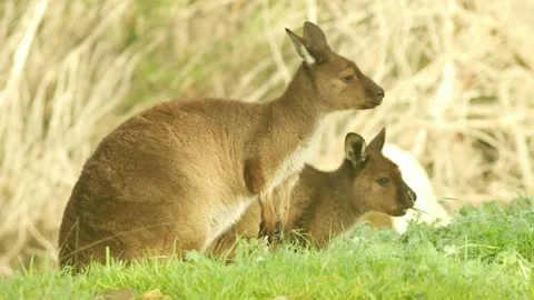Two kangaroos feeding on vegetation Video stock 137142459