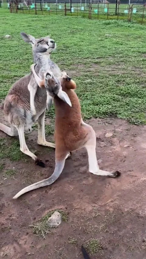 Two kangaroos fighting and boxing on grass in wildlife Video stock 341568080