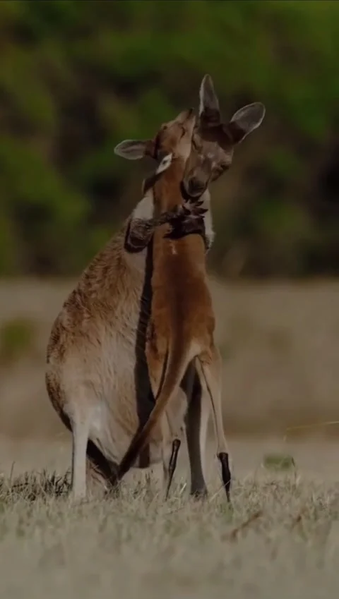 Two kangaroos fighting in a field Stock Footage 335049438