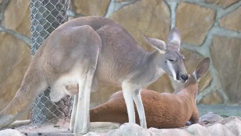 Two Kangaroos Stock Footage 155872246