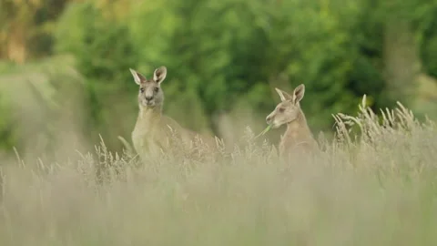 Two Kangaroos Grazing in Long Grass at Sunset 4K Stock Footage 236795260