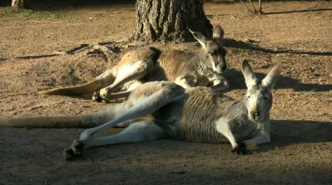 Two kangaroos lying on the ground Video stock 529699