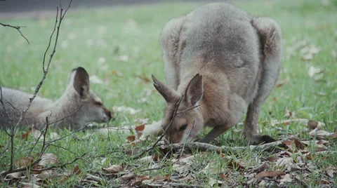 Two Kangaroos With One Feeding Stock Footage 64601633