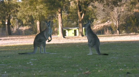 Two kangaroos in the park Video stock 491196