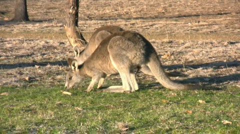 Two kangaroos in the park Video stock 491267