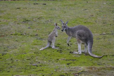 The two kangaroos Foto stock
