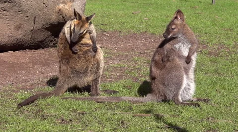 Two kangaroos scratching their backs Stock Footage 40466145