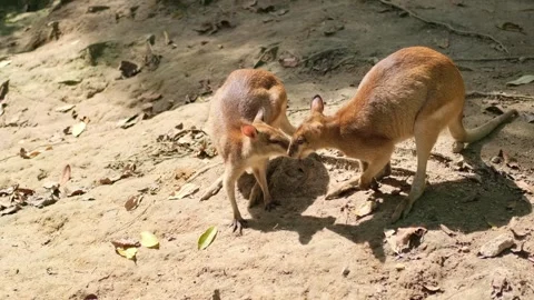 Two kangaroos showing affection and sniffing each other in natural environment Stock Footage 339793448
