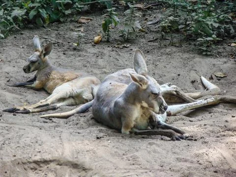 Two kangaroos sit on the ground Stock-Fotos