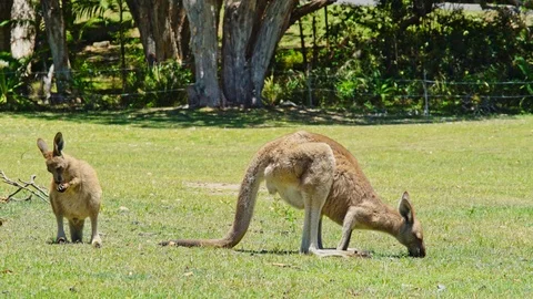 Two kangaroo's sitting on a lane eating grass and washing themselves Stock Footage 90461053