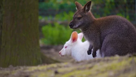 Two kangaroos standing Stock Footage 274525584