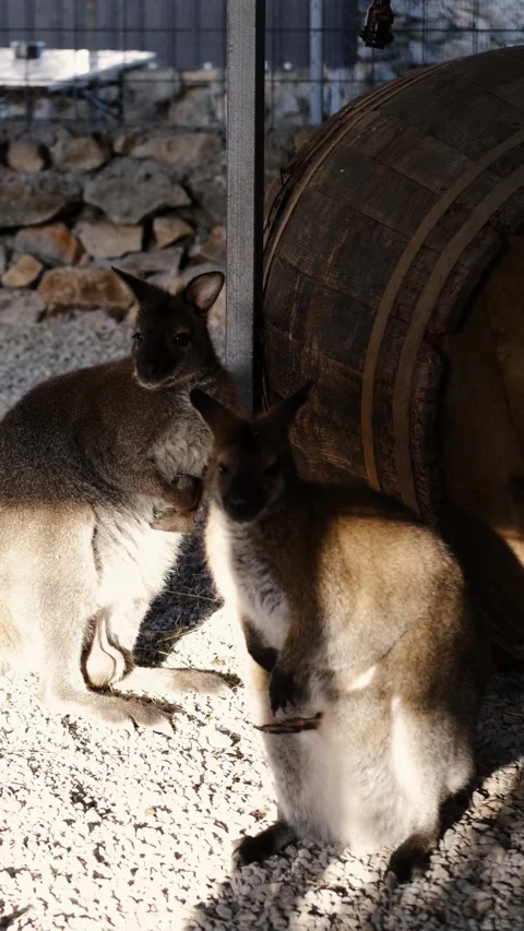 Two kangaroos standing together inside an enclosure, with a baby kangaroo Stock Footage 327537970