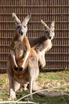 Two kangaroos in a zoo looking at camera Stock Photos