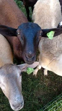 Two Katahdin ewe lambs looking at camera Stock Photos