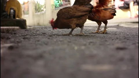 Two kate chickens Stock Footage 241042823