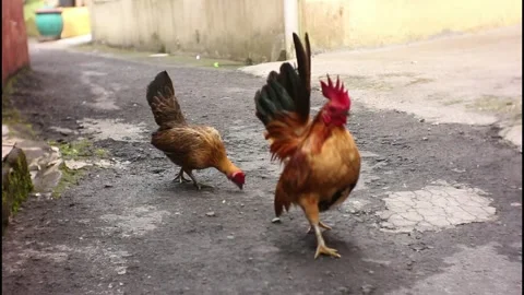 Two kate chickens Stock Footage 241042849