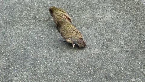 Two Kea Parrots Standing Side by Side on Road Stockbeeldmateriaal 337473973