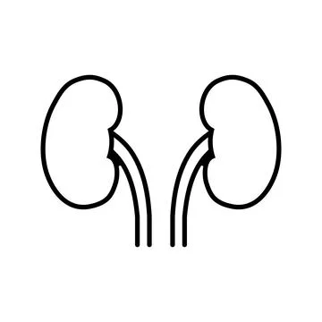 Two kidneys icon in linear style. Stock Illustration