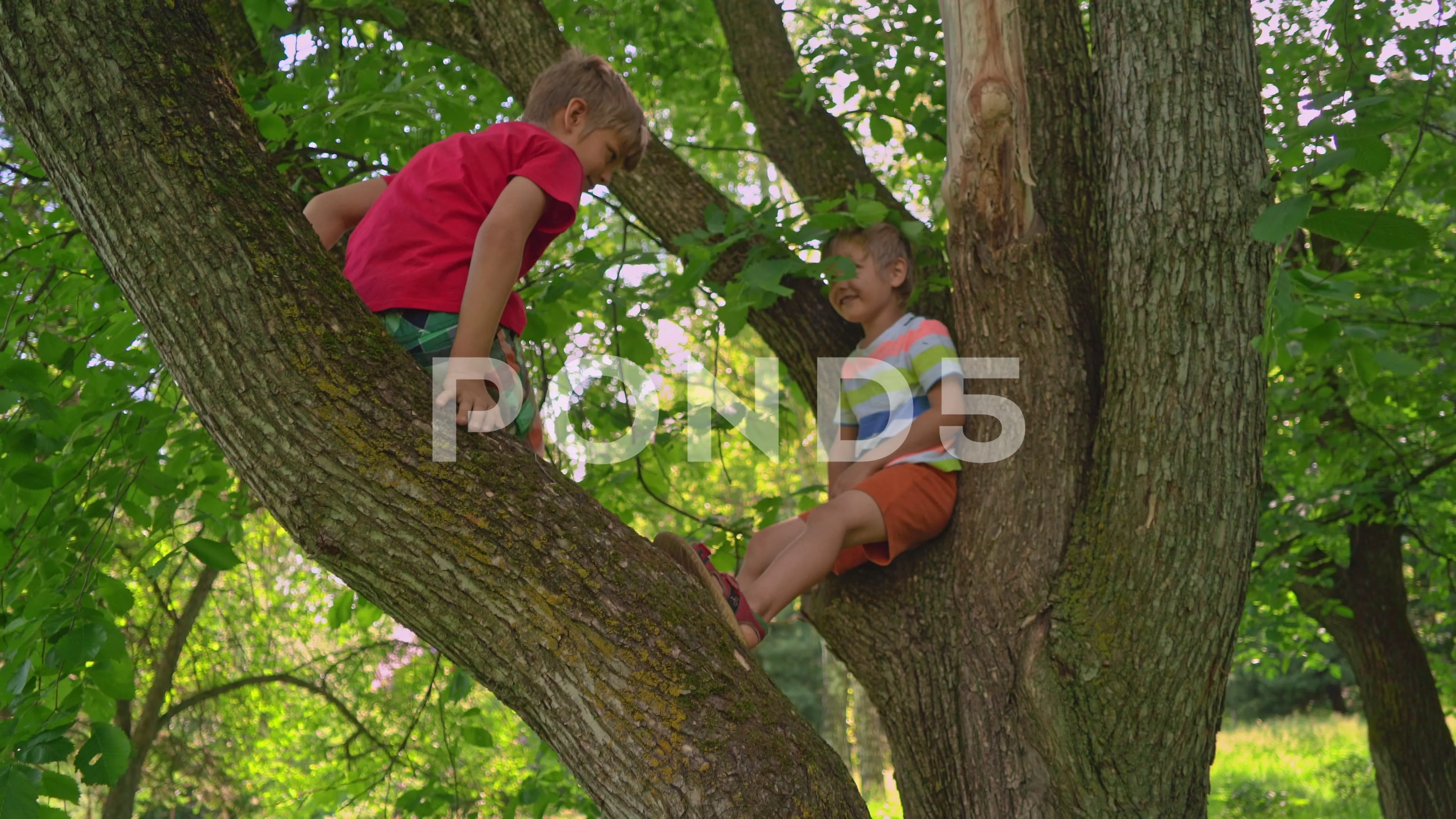 Kids Tree Climbing